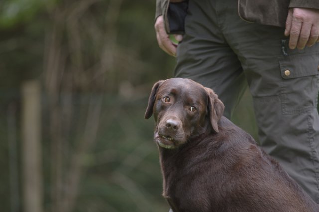 Hundepräsentation 2019